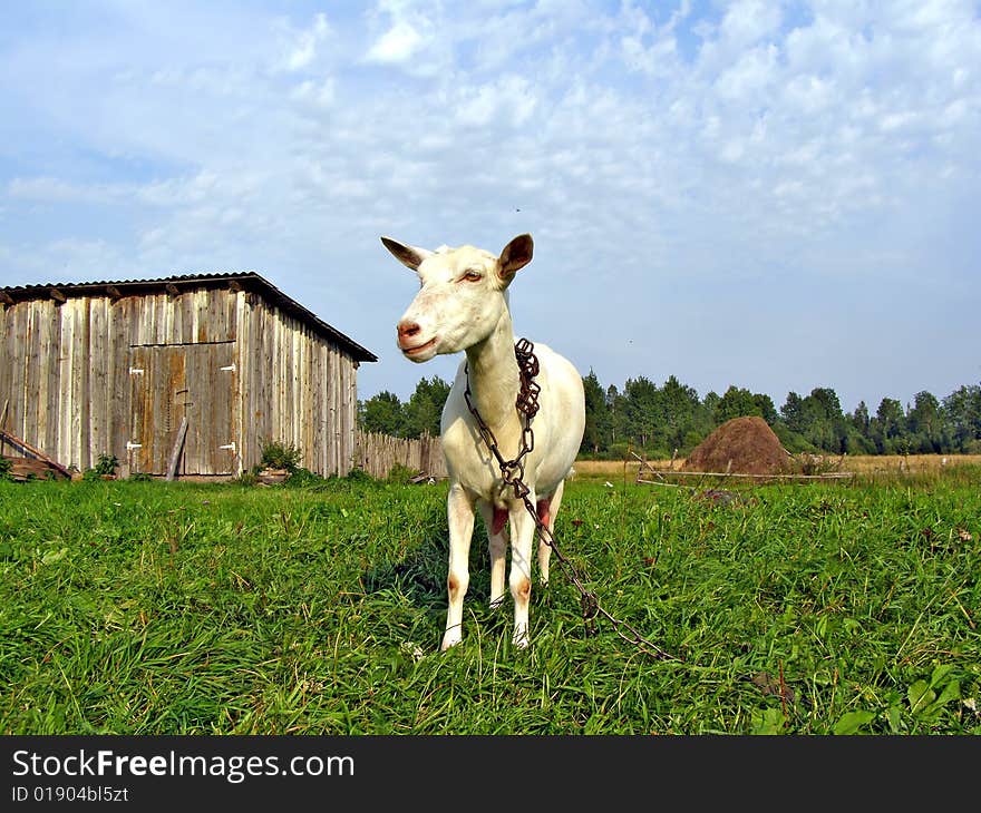 Nanny goat by clinging chain