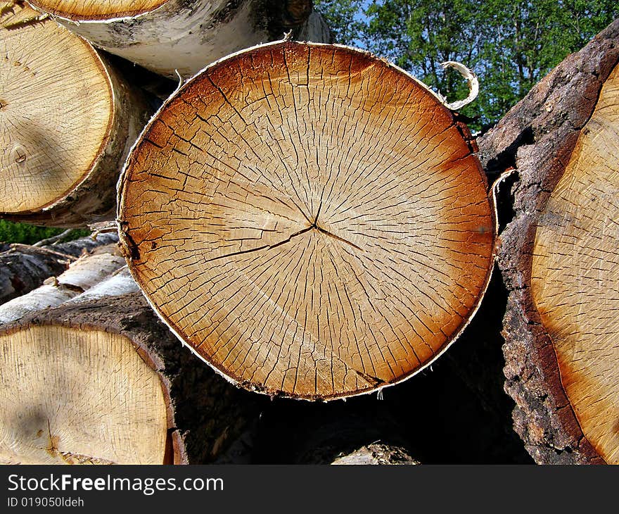 Old sawn up log of the birch. Old sawn up log of the birch