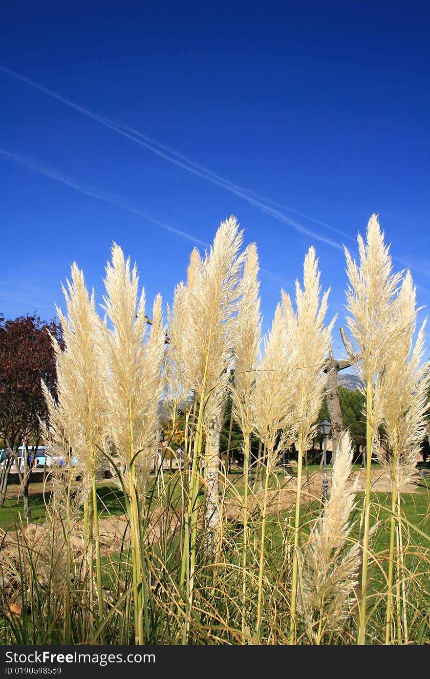 Group of ornamental cortaderias