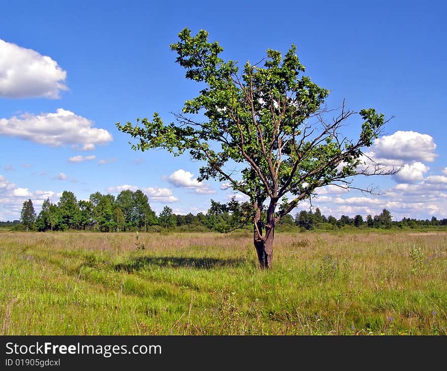 Small oak on yellow autumn field