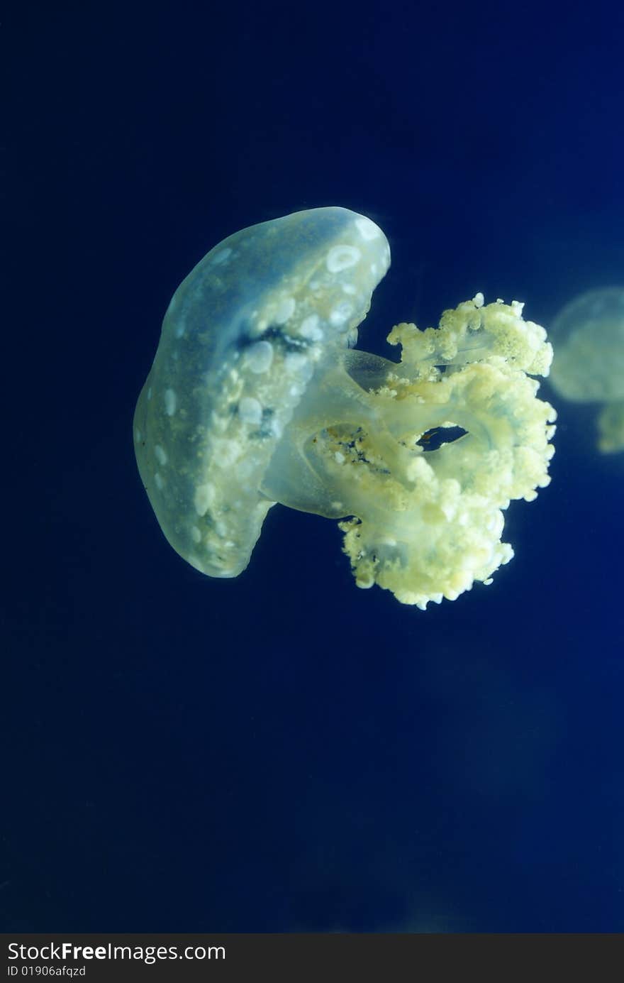 Jellyfish (medusa) white with a blue background. Could be used as a background or abstract image.