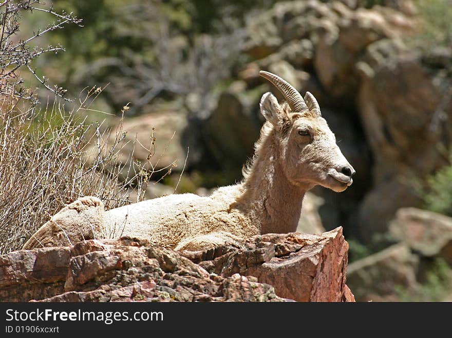 Female bighorn sheep laying on top of a rock in the Rocky mountains. Female bighorn sheep laying on top of a rock in the Rocky mountains