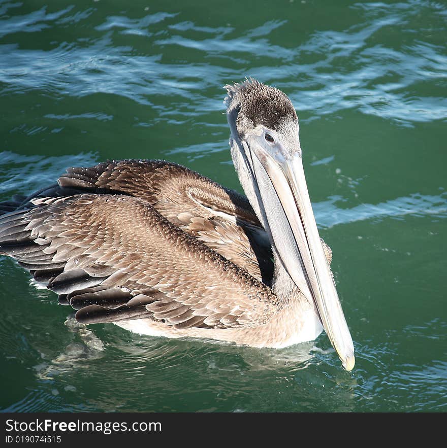 Swimming Pelican