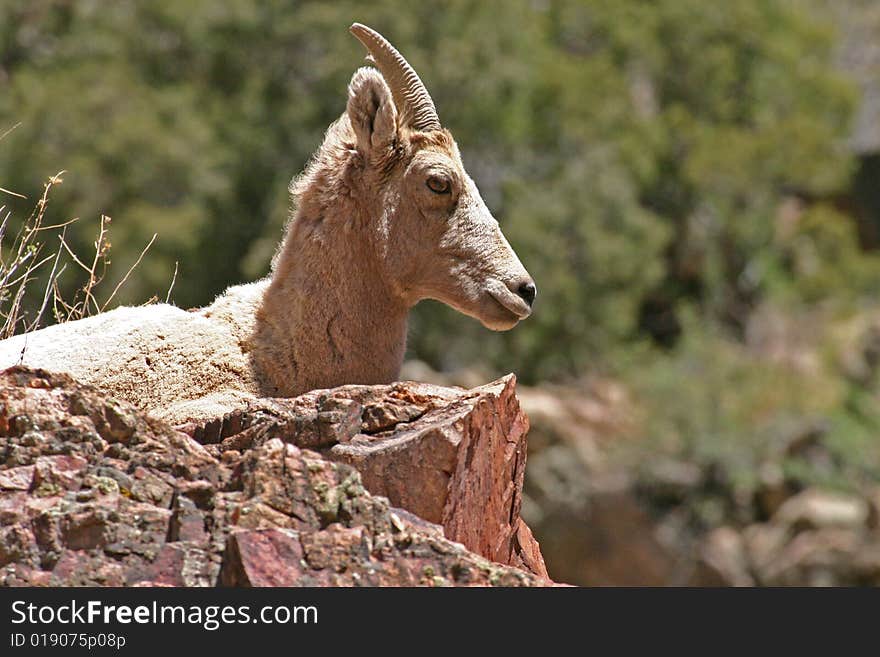 Female bighorn sheep laying on top of a rock in the Rocky mountains. Female bighorn sheep laying on top of a rock in the Rocky mountains