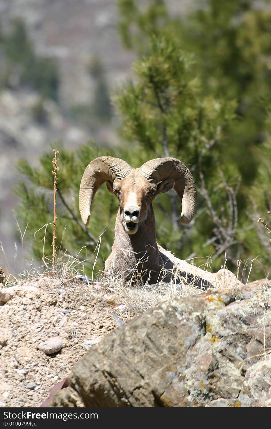 Male bighorn sheep laying in rocky area of the Rocky mountains. Male bighorn sheep laying in rocky area of the Rocky mountains