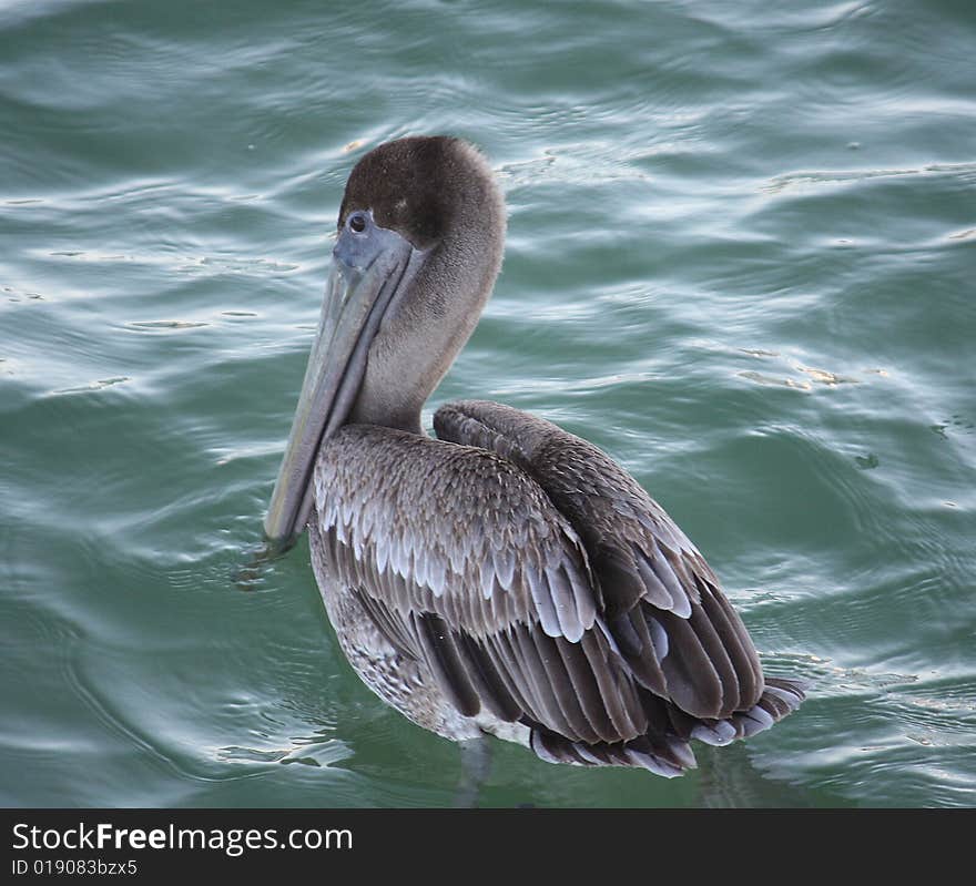 Pelican Swimming