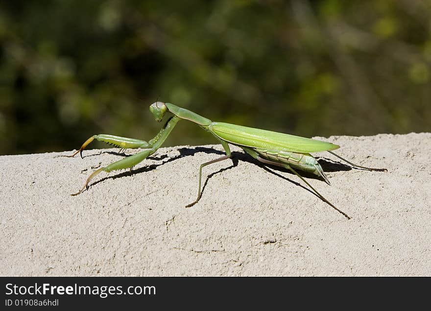 Praying Mantis