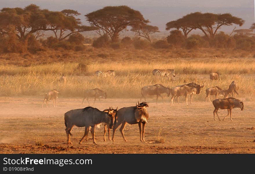 Landscape in Amboseli National reserve, Kenya, at sunset. Landscape in Amboseli National reserve, Kenya, at sunset.