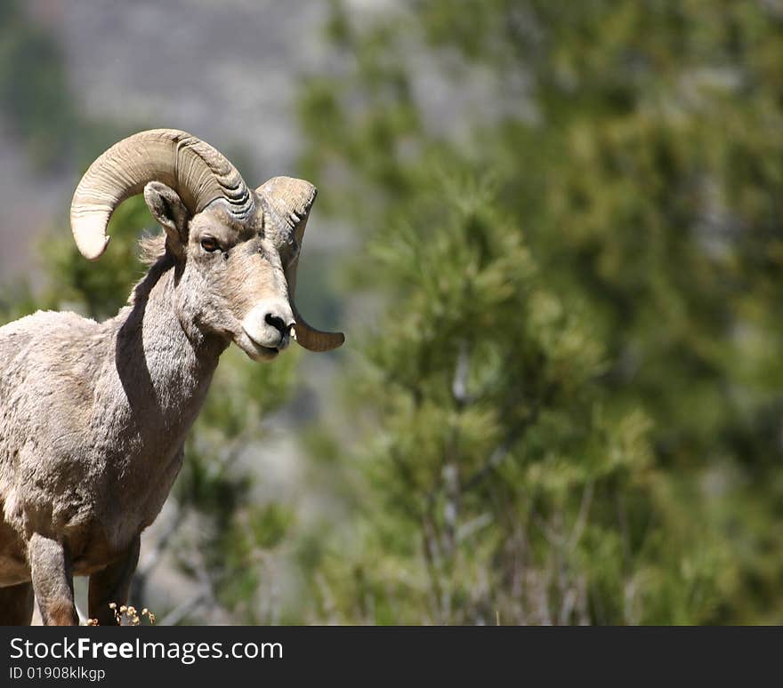 Male bighorn sheep walking into picture in the Rocky mountains. Male bighorn sheep walking into picture in the Rocky mountains