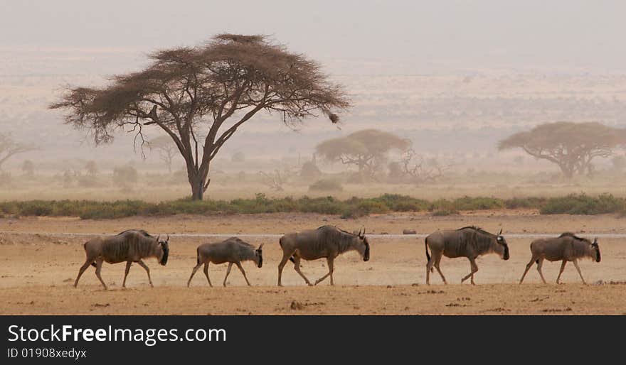 Landscape in Amboseli National reserve, Kenya, at sunset. Landscape in Amboseli National reserve, Kenya, at sunset.