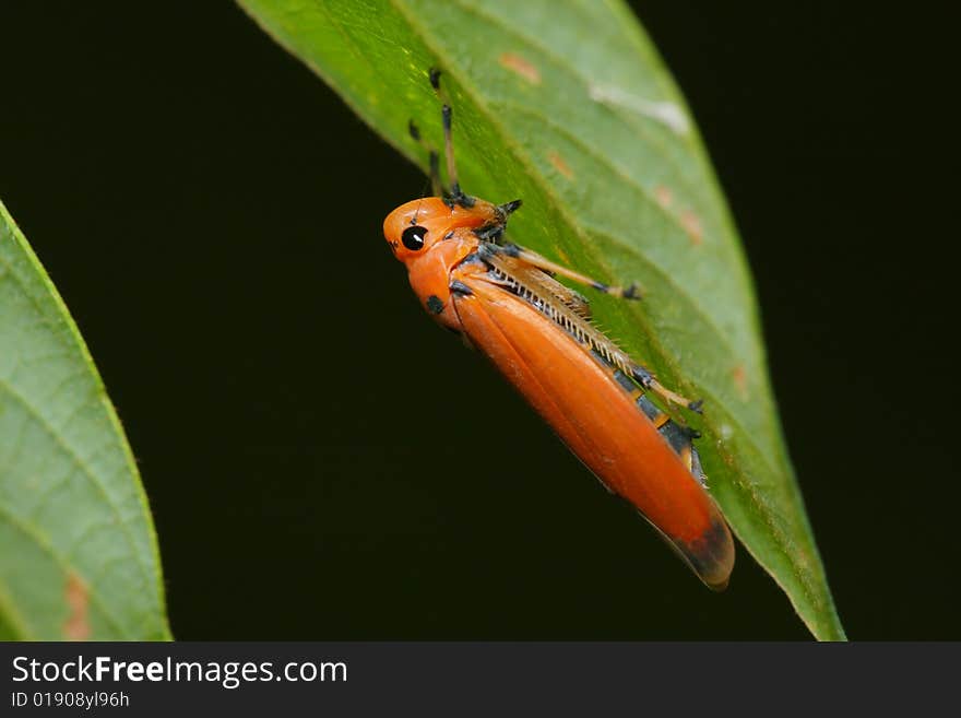 An orange hopper standing on green leaf.