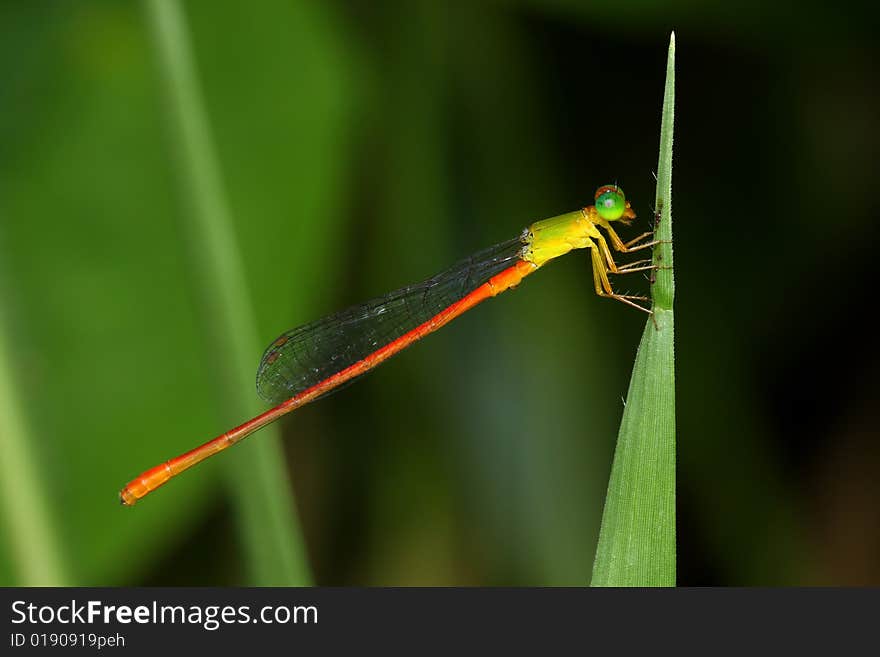 Close up of damselfly stop and resting on green leaf.