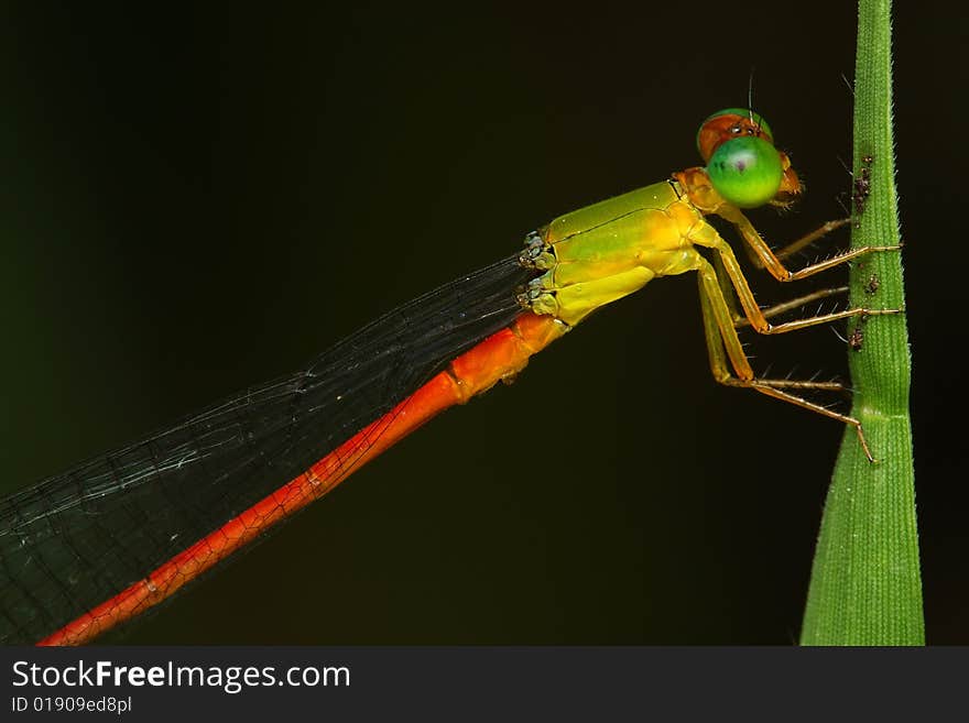 Close up of damselfly stop and resting on green leaf.