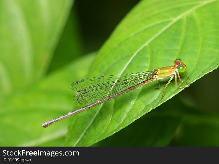 Close up of damselfly stop and resting on green leaf.