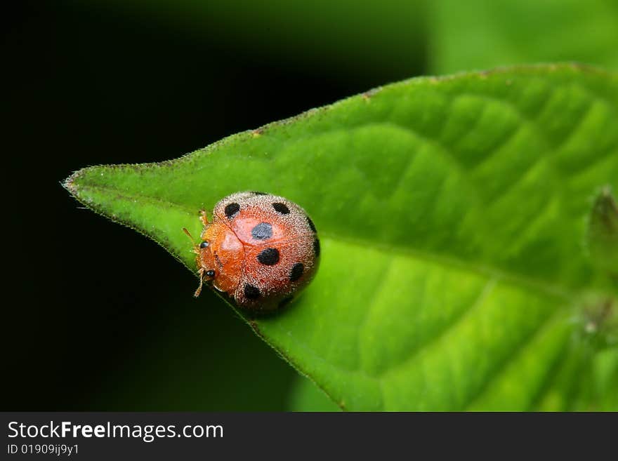 Ladybird