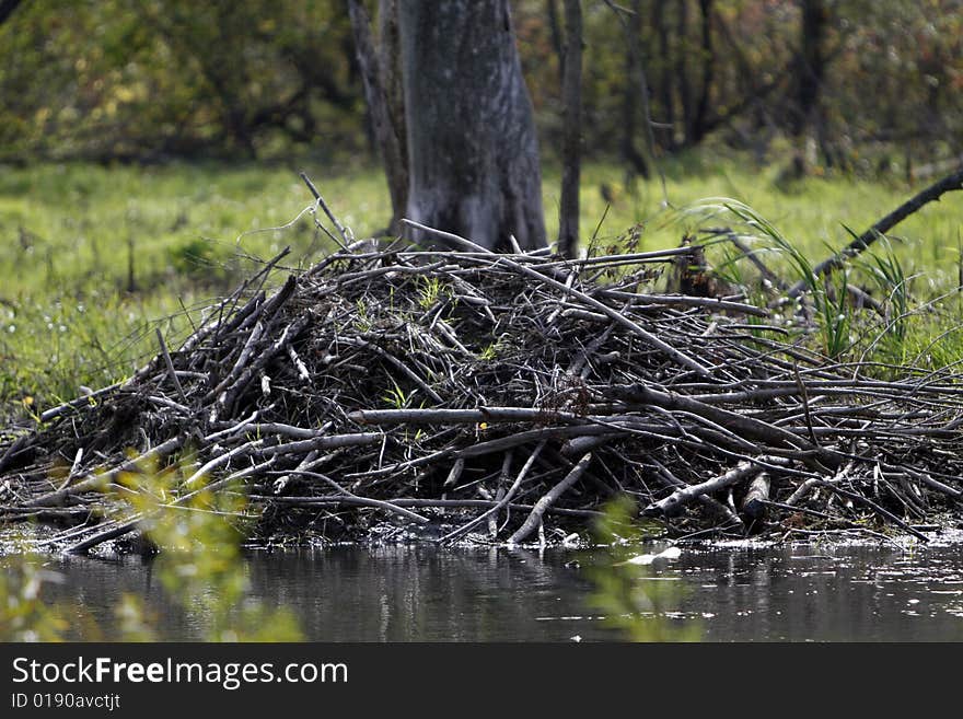 Picture of an otter home in the fall