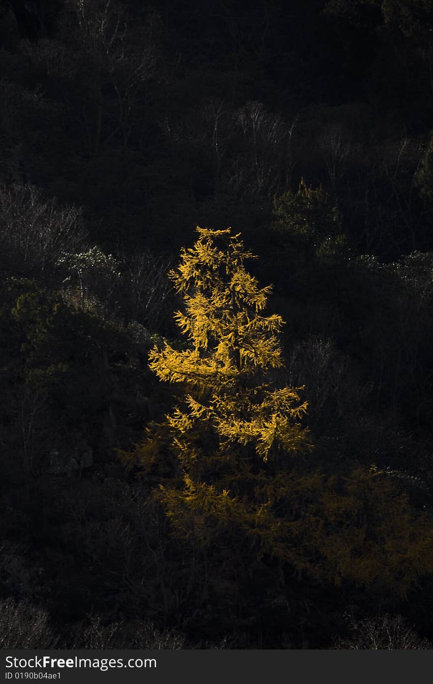 Tree under sunshine