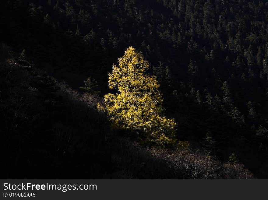 Scenery in huanglong in the west of china. Scenery in huanglong in the west of china