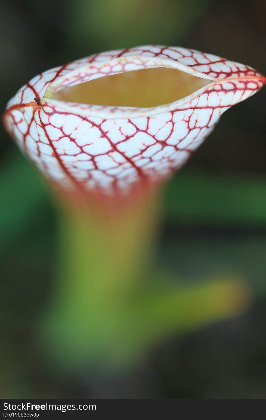 A lips-like carnivorous plant, pitcher plant (Sarracenia) from Florida, US. Plants have modified leaves which serve as traps for insects. Once an insect is trapped, it is killed and digested by enzymes, and nutrients are absorbed by the plant. Insectivorous plants inhabit acidic and low-nitrogen habitats. A lips-like carnivorous plant, pitcher plant (Sarracenia) from Florida, US. Plants have modified leaves which serve as traps for insects. Once an insect is trapped, it is killed and digested by enzymes, and nutrients are absorbed by the plant. Insectivorous plants inhabit acidic and low-nitrogen habitats.