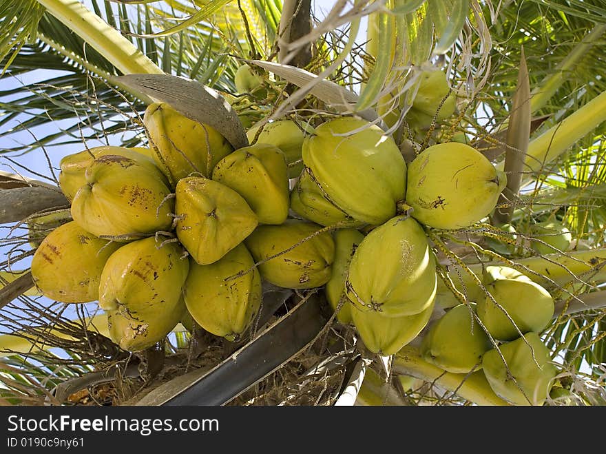 Coconuts on a palm tree.