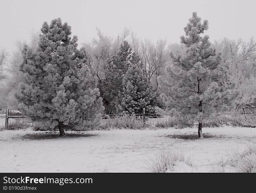 Evergreens on a frosted and foggy rural morning. Evergreens on a frosted and foggy rural morning.