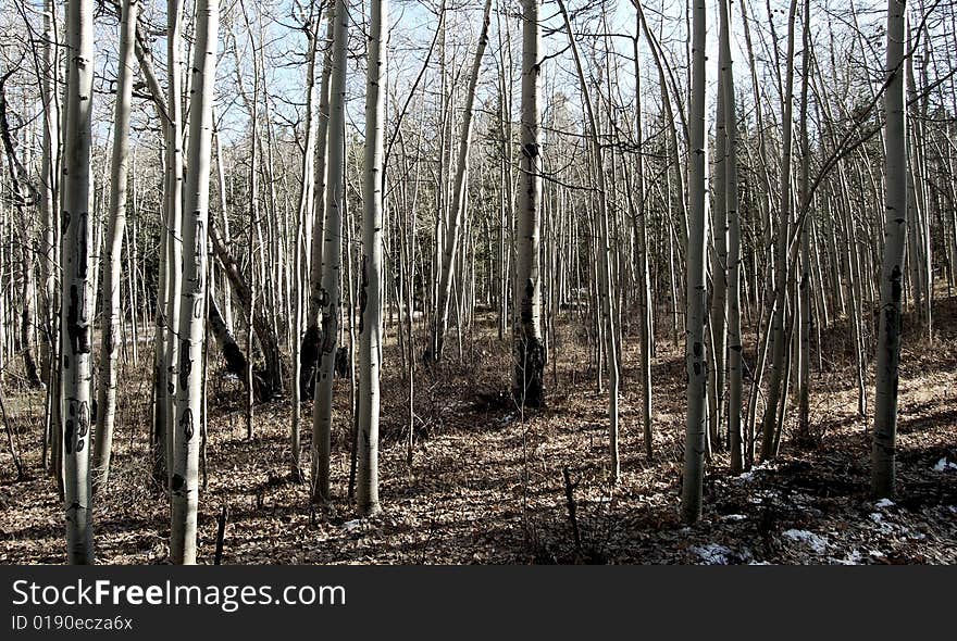 A forest of Aspens in the winter after they have all lost their leaves. A forest of Aspens in the winter after they have all lost their leaves