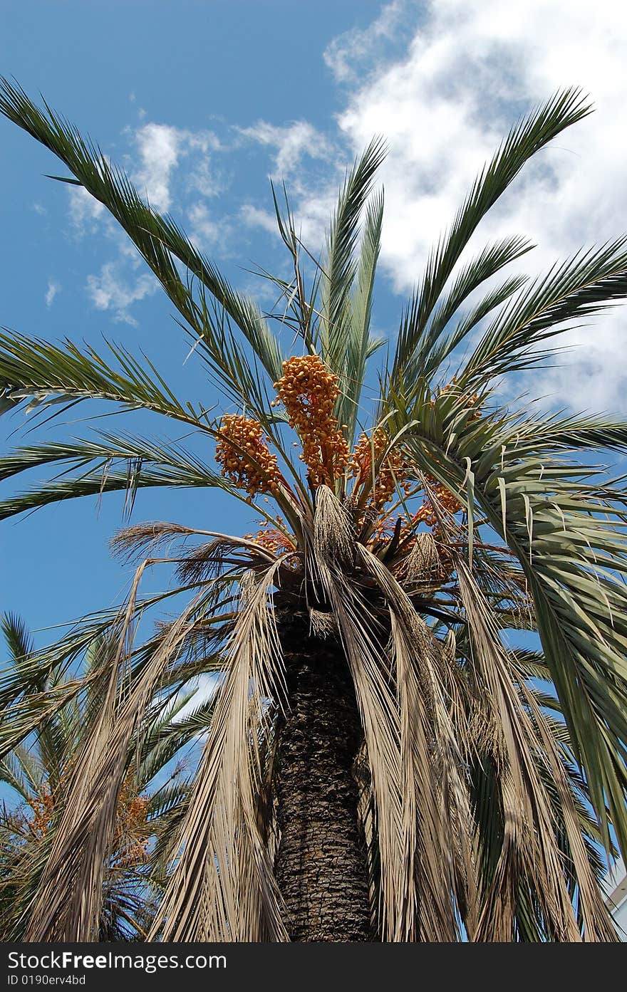 Big Palm tree on the sky background. Big Palm tree on the sky background