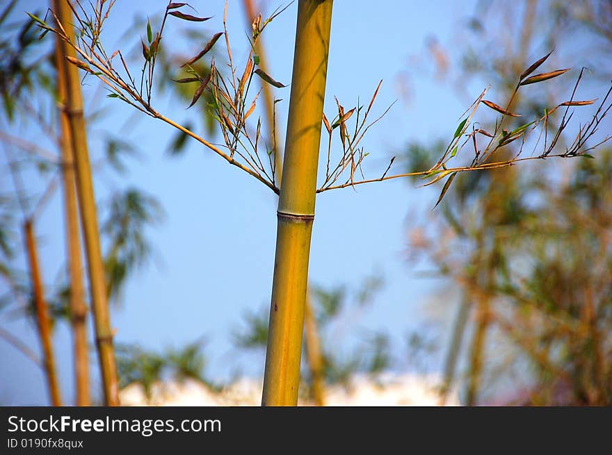 Bamboo branch and leafs on blue