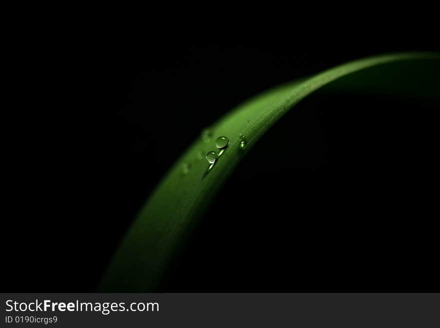 Leaf and drops