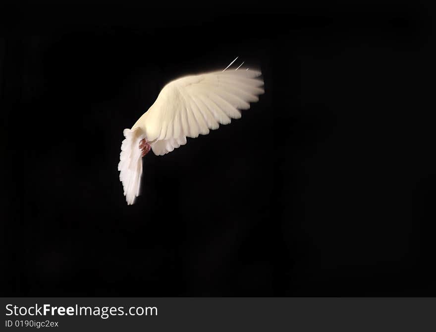 Flying white dove isolated on white