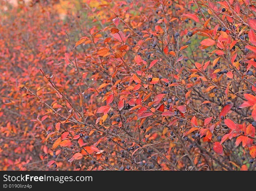 Cotoneaster