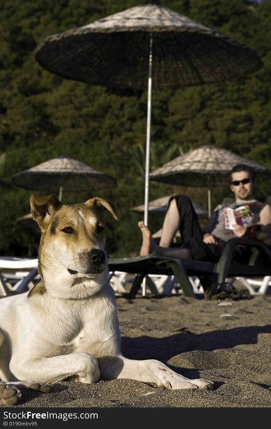 Young dog sitting on the sand in front of a young male reading a book. Young dog sitting on the sand in front of a young male reading a book