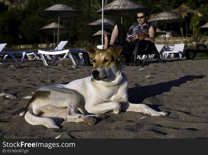 Young dog sitting on the sand in front of a young male reading a book. Young dog sitting on the sand in front of a young male reading a book