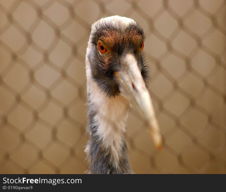 Zoo cage lonely thirst for freedom of Crane