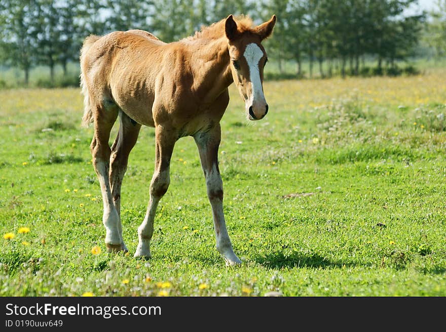 The Redhead foal with beard.