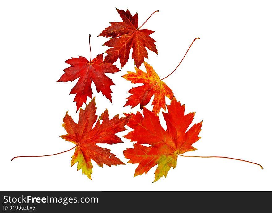 Autumn red and yellow leaves isolated over white. Autumn red and yellow leaves isolated over white