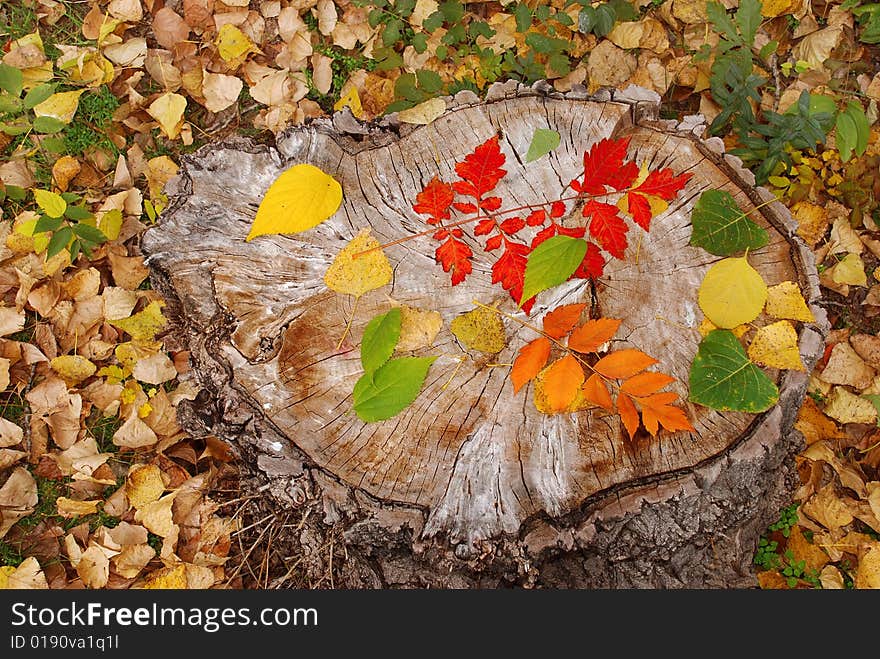 Autumn leaves on dry stump natural background