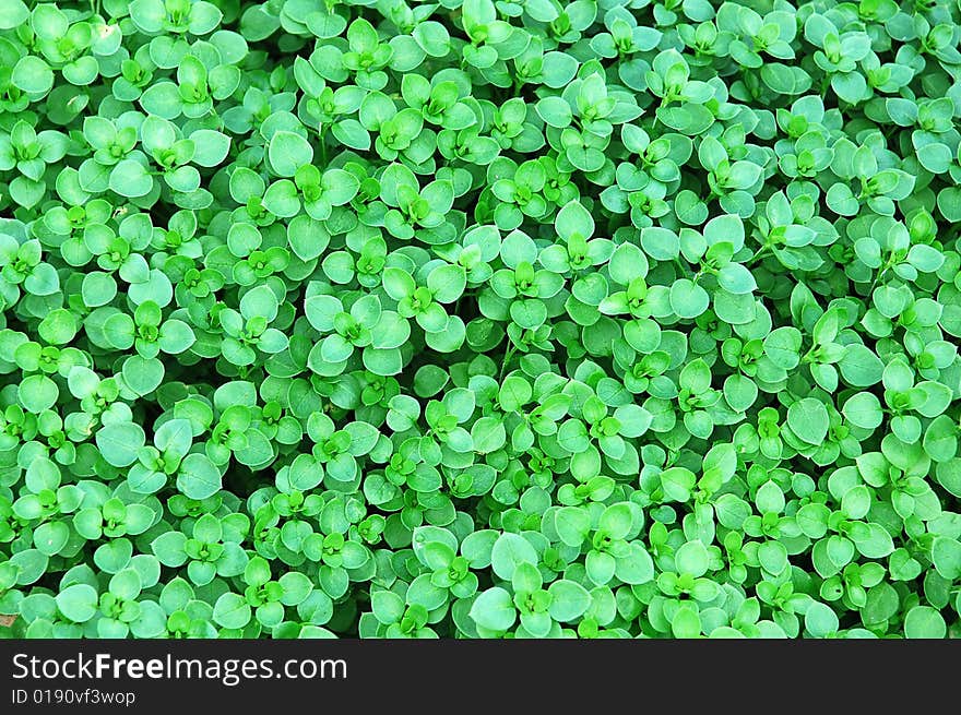 Green floral abstract plant background. Green floral abstract plant background