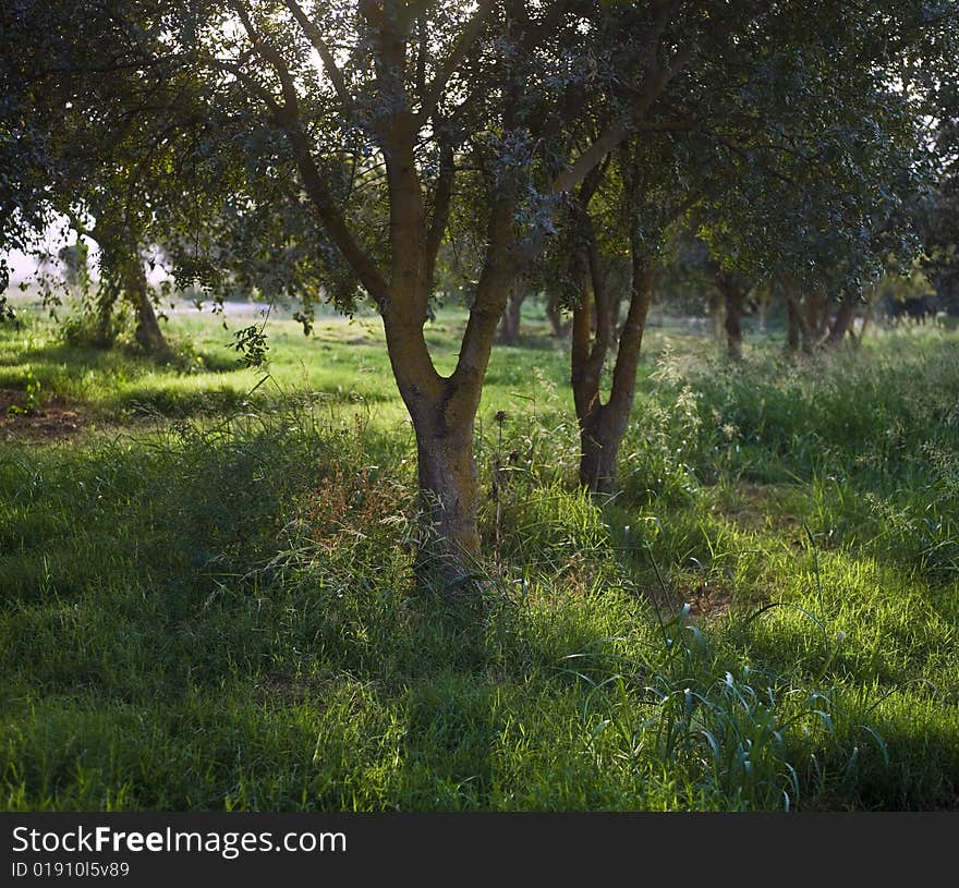 Trees in medow with back light. Trees in medow with back light