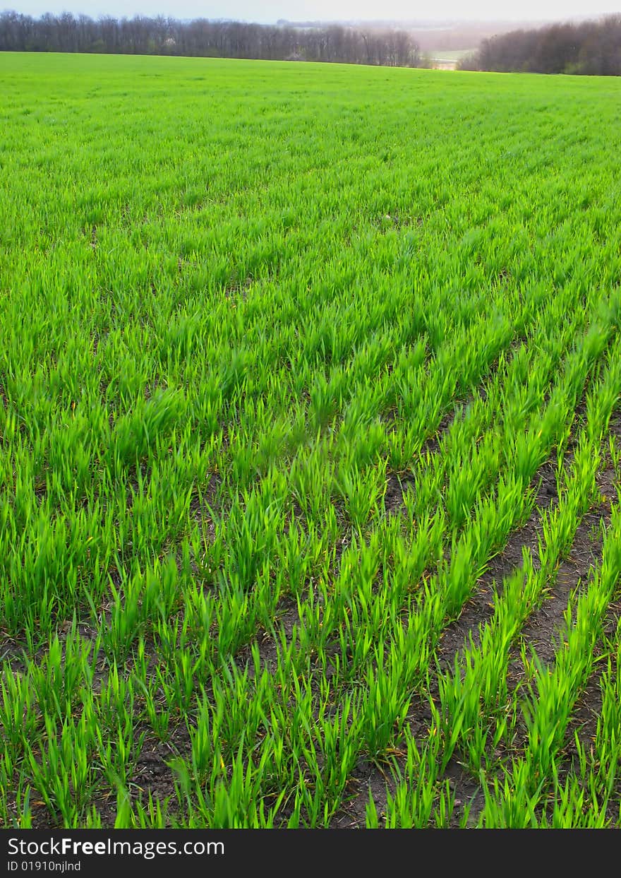 Autumn field winter wheat in rural district