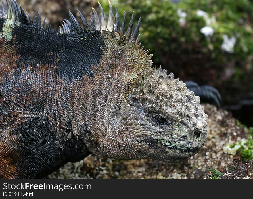 A marine iguana closeup shot - Galapagos Islands. A marine iguana closeup shot - Galapagos Islands