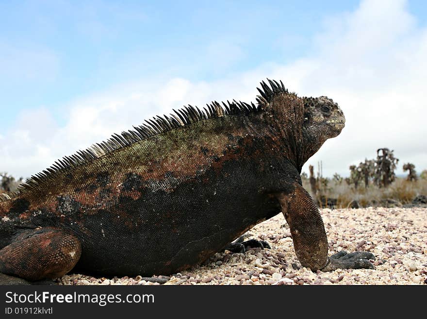 Marine Iguana