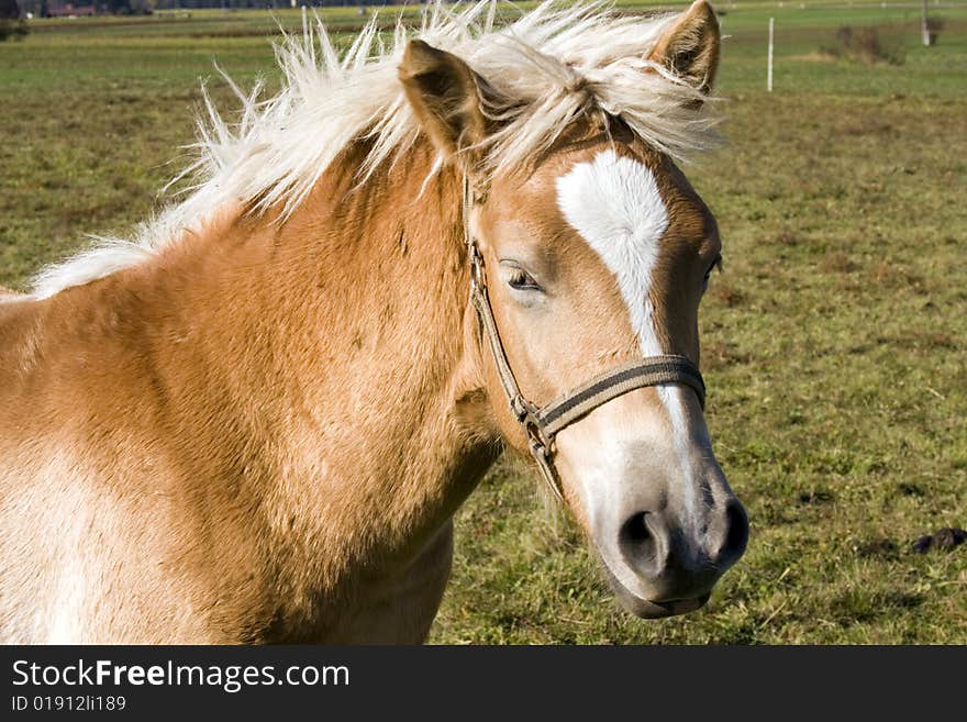 Close up of the horse on a green meadow. Close up of the horse on a green meadow.