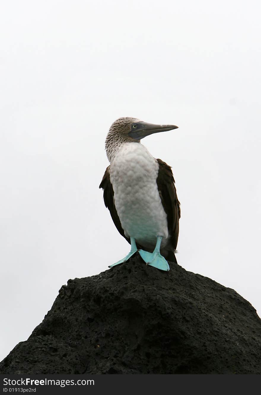 Blue Footed Booby