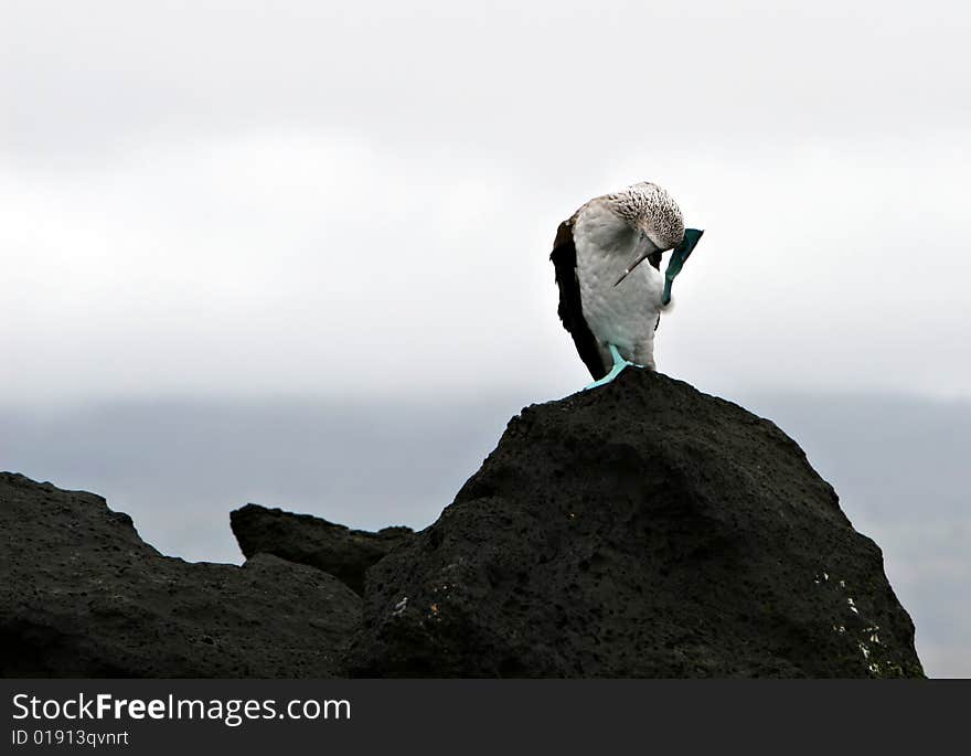 Blue Footed Booby