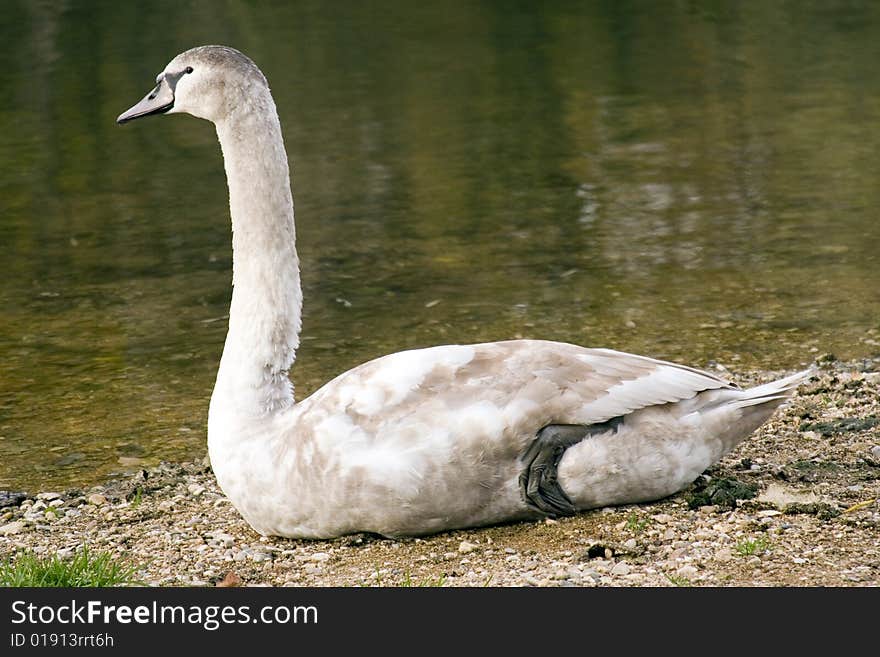 Young Swan