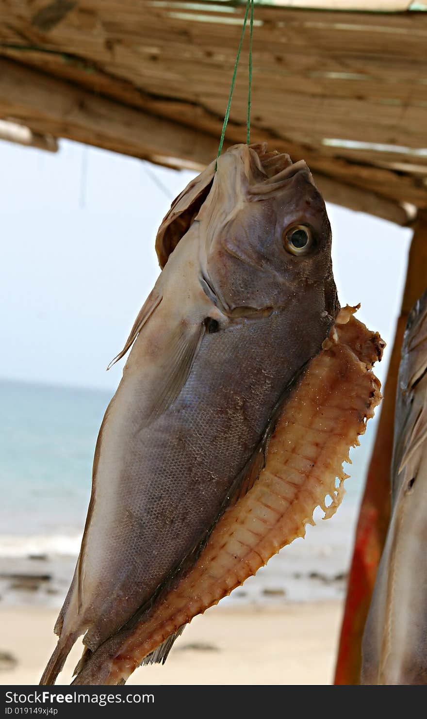 A beautiful fish drying on the beach in Peru. A beautiful fish drying on the beach in Peru