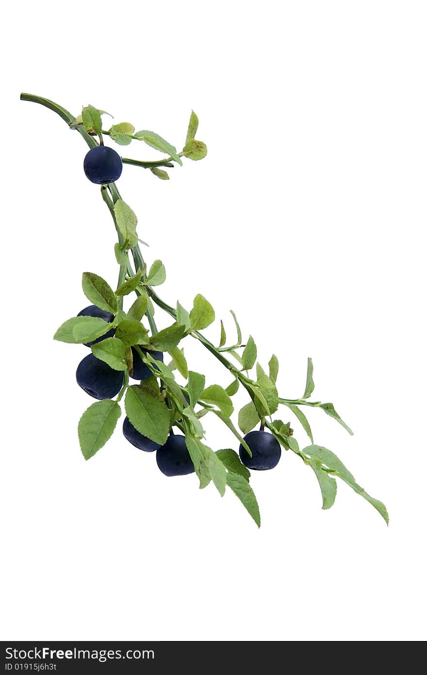 Bilberries