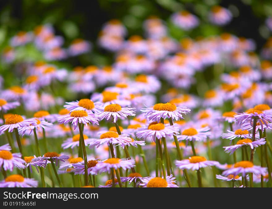 Field of wild violet flowers