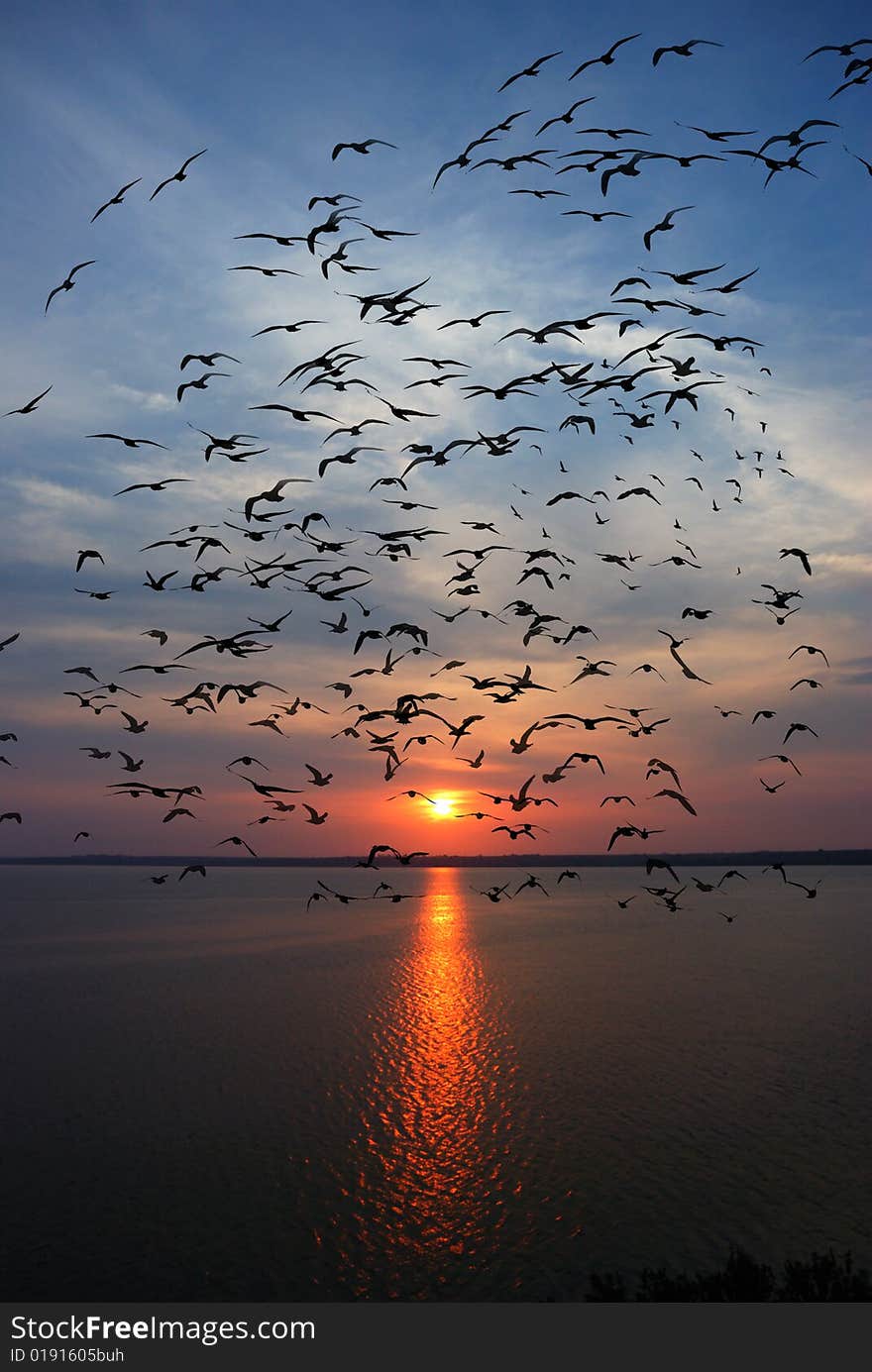 River sunset and seagulls silhouettes